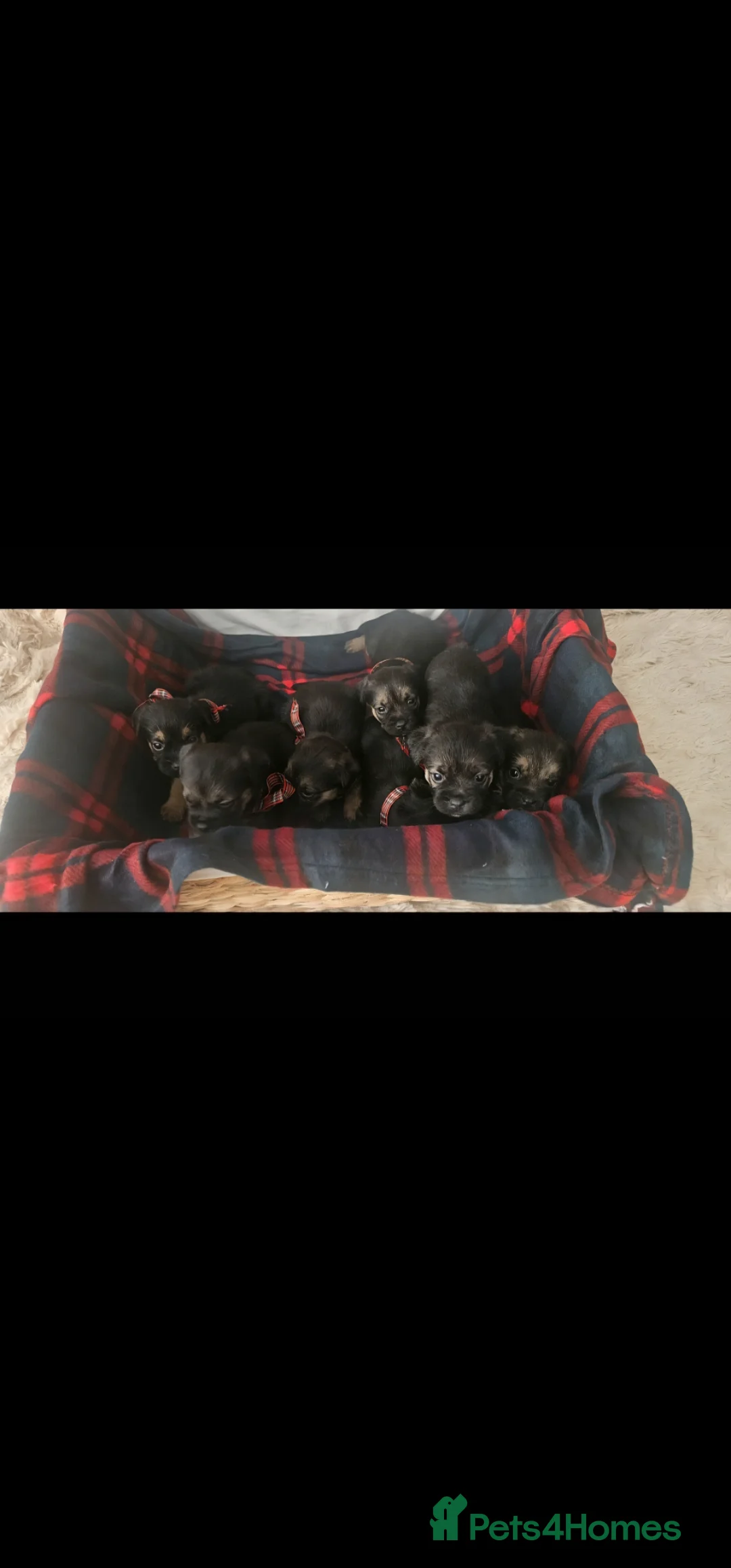 Border Terrier dogs for sale: Border Terrier puppies KC registered  - Advert 1
