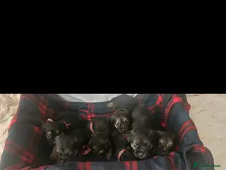 Border Terrier dogs Border Terrier puppies KC registered - Advert 5