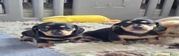 Miniature Dachshund dogs for sale: 🐾✨ GORGEOUS MINIATURE KC DACHSHUND PUPPIES ✨🐾 - Advert 8