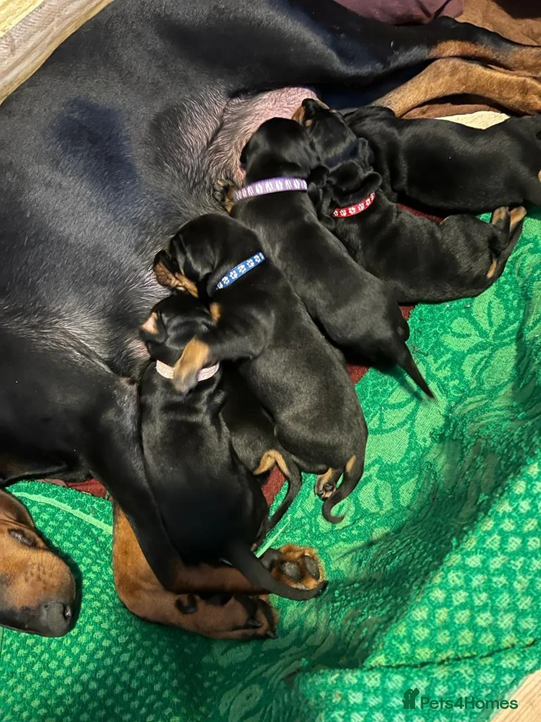 Dobermann dogs for sale: KC Amazing Dobermans  in Luton - Advert 10