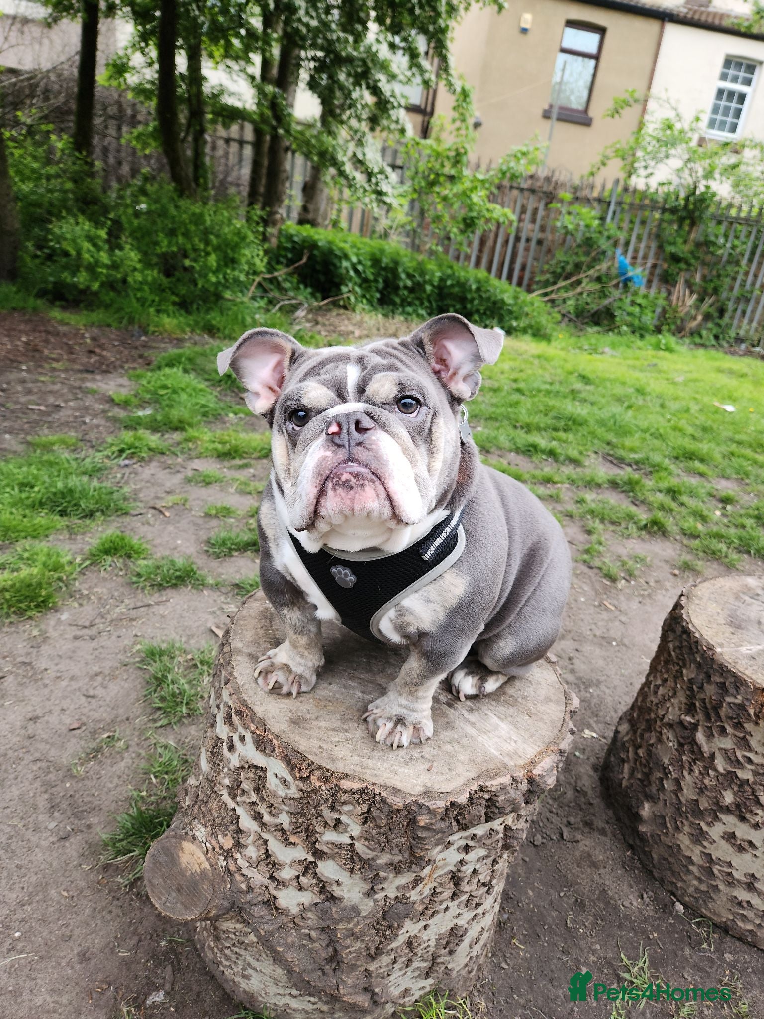 English Bulldog dogs Peppa - Advert 2