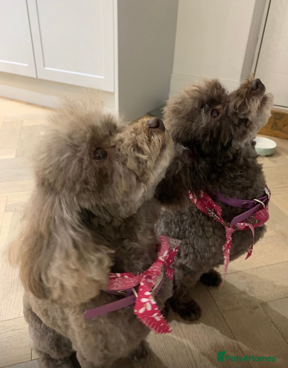 Toy Poodle dogs Gorgeous toy poodle puppies  - Advert 2