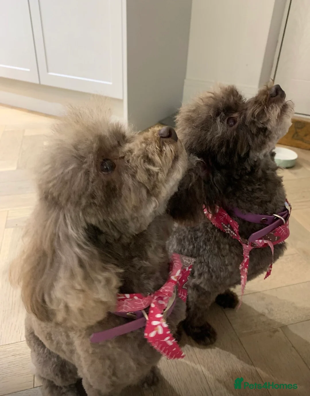 Toy Poodle dogs for sale: Gorgeous toy poodle puppies  - Advert 1