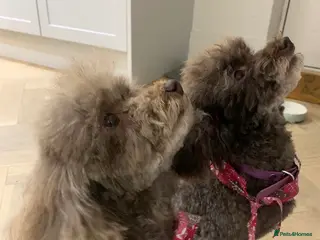 Toy Poodle dogs Gorgeous toy poodle puppies - Advert 1