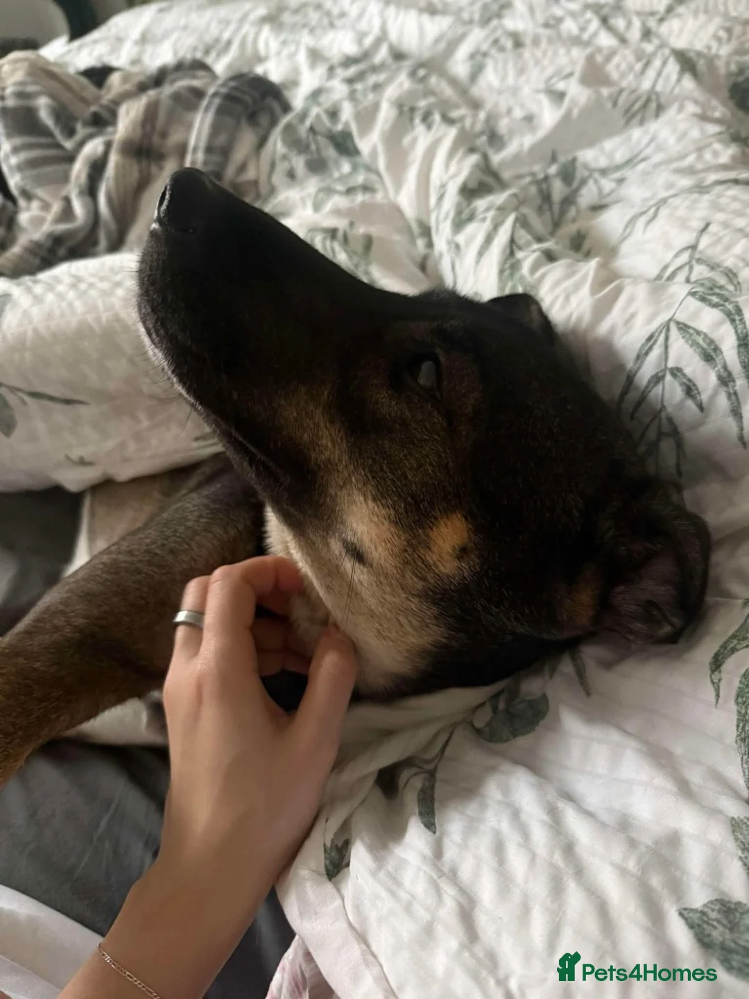 Mixed Breed dogs for adoption: Anthi - in UK Foster (Colchester) - Advert 2