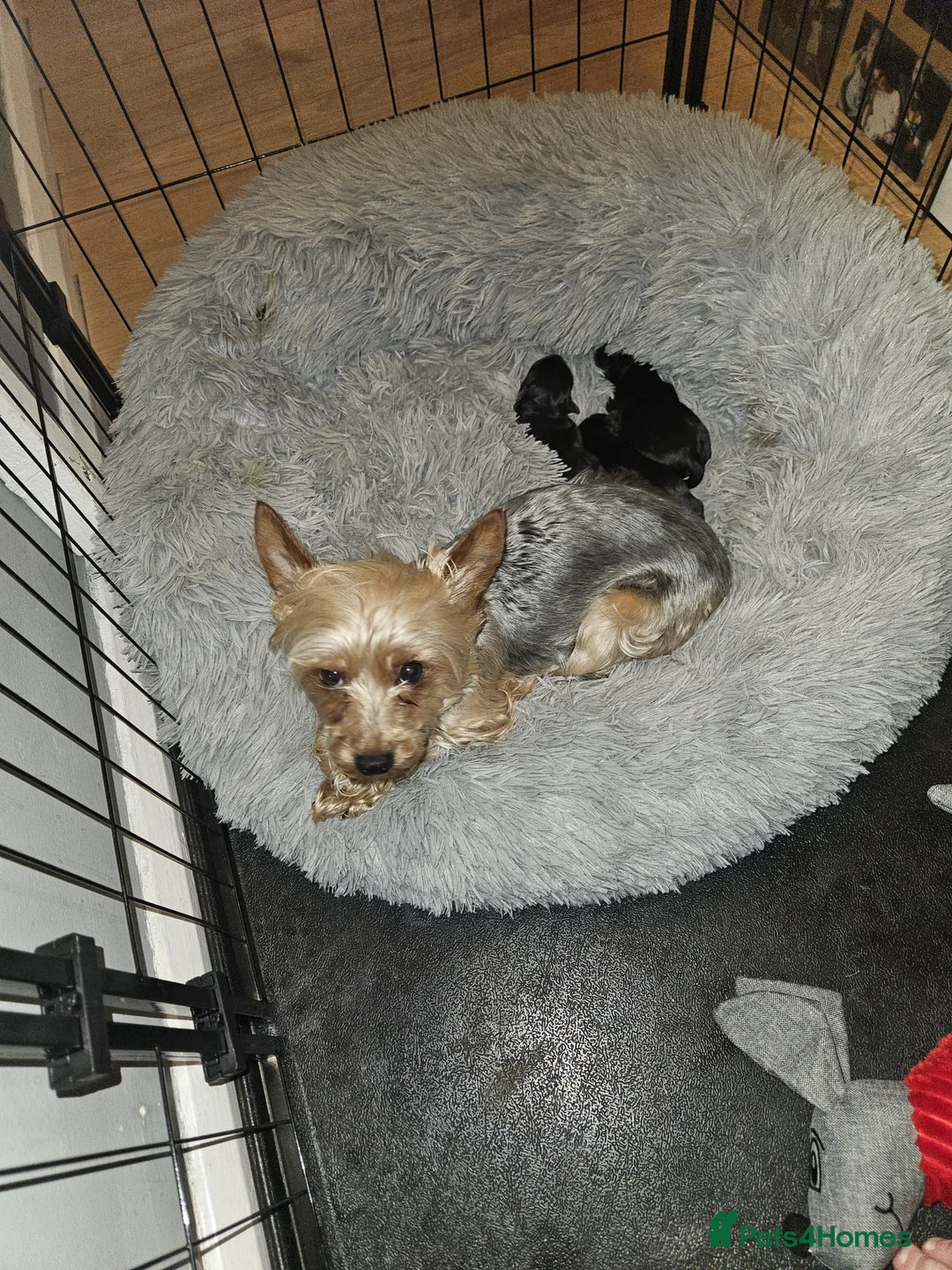 Yorkshire Terrier dogs for sale: Miniature cross  **  Yorkshire Terrier boys in Bromsgrove - Advert 2