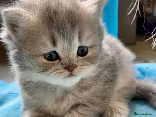 British Longhair cats BRITISH LONGHAIR CHINCHILLA BLUE GOLDEN KITTEN - Advert 2