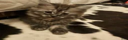 British Longhair cats for sale: British SH/Persian pretty kitten pedigree parents - Advert 2