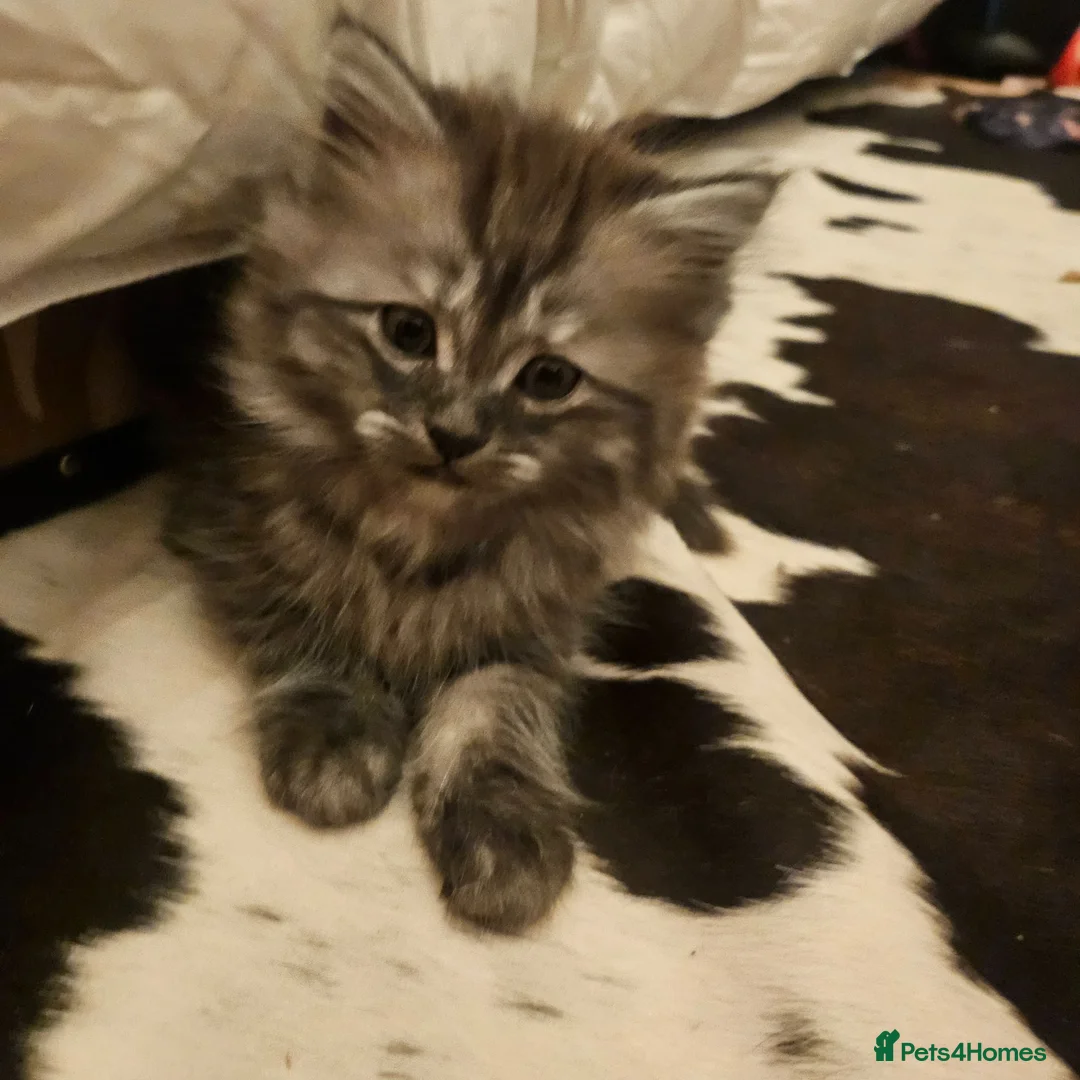 British Longhair cats for sale: British SH/Persian pretty kitten pedigree parents - Advert 2