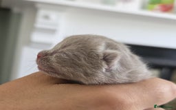 British Shorthair cats for sale: Excellent Quality BSH kittens for Reservation - Image 7