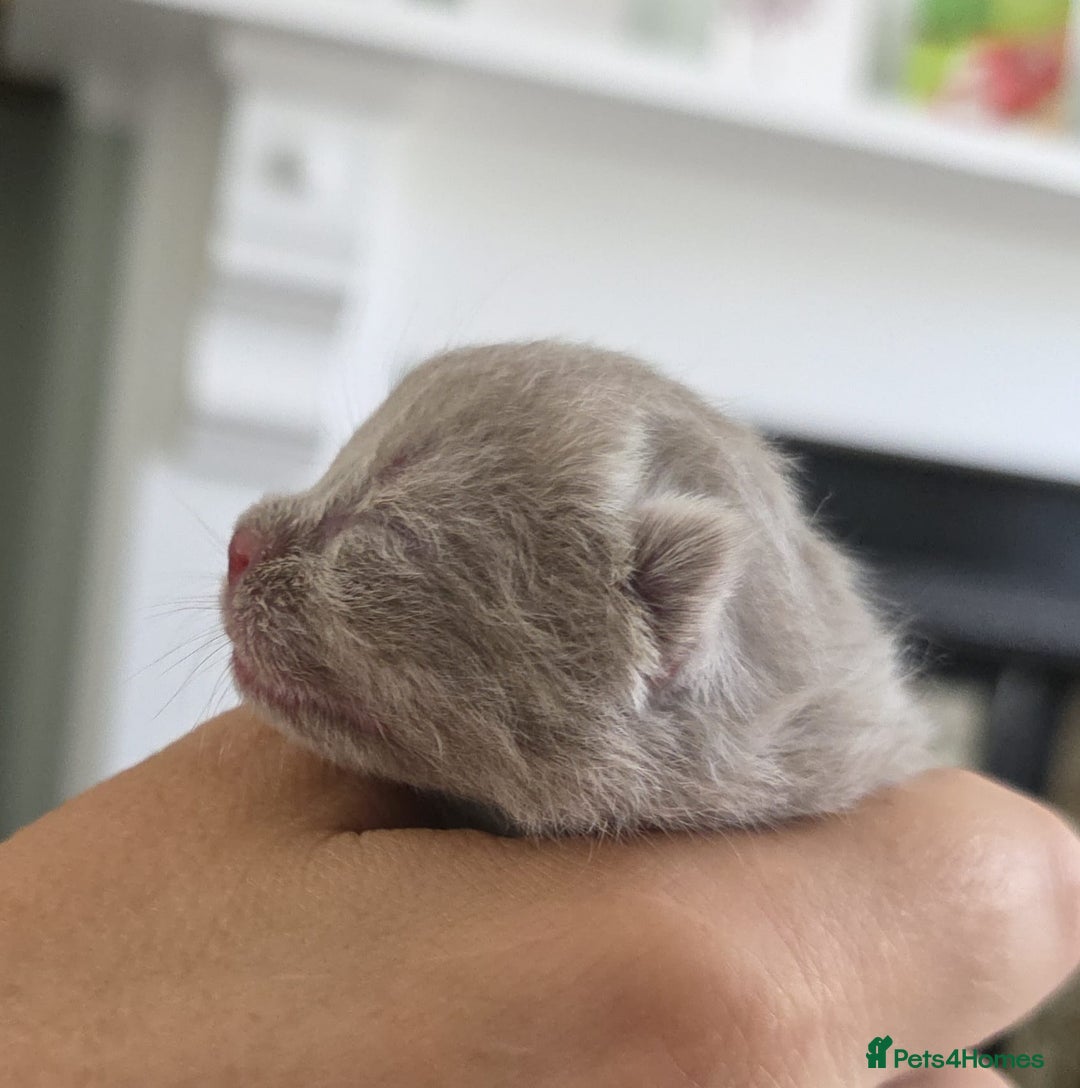 British Shorthair cats for sale: Excellent Quality BSH kittens for Reservation - Image 7