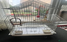 Cockatiels birds for sale: Cockatiel couple - Image 3