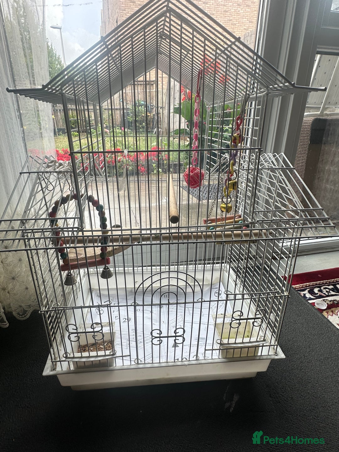 Cockatiels birds for sale: Cockatiel couple - Image 3