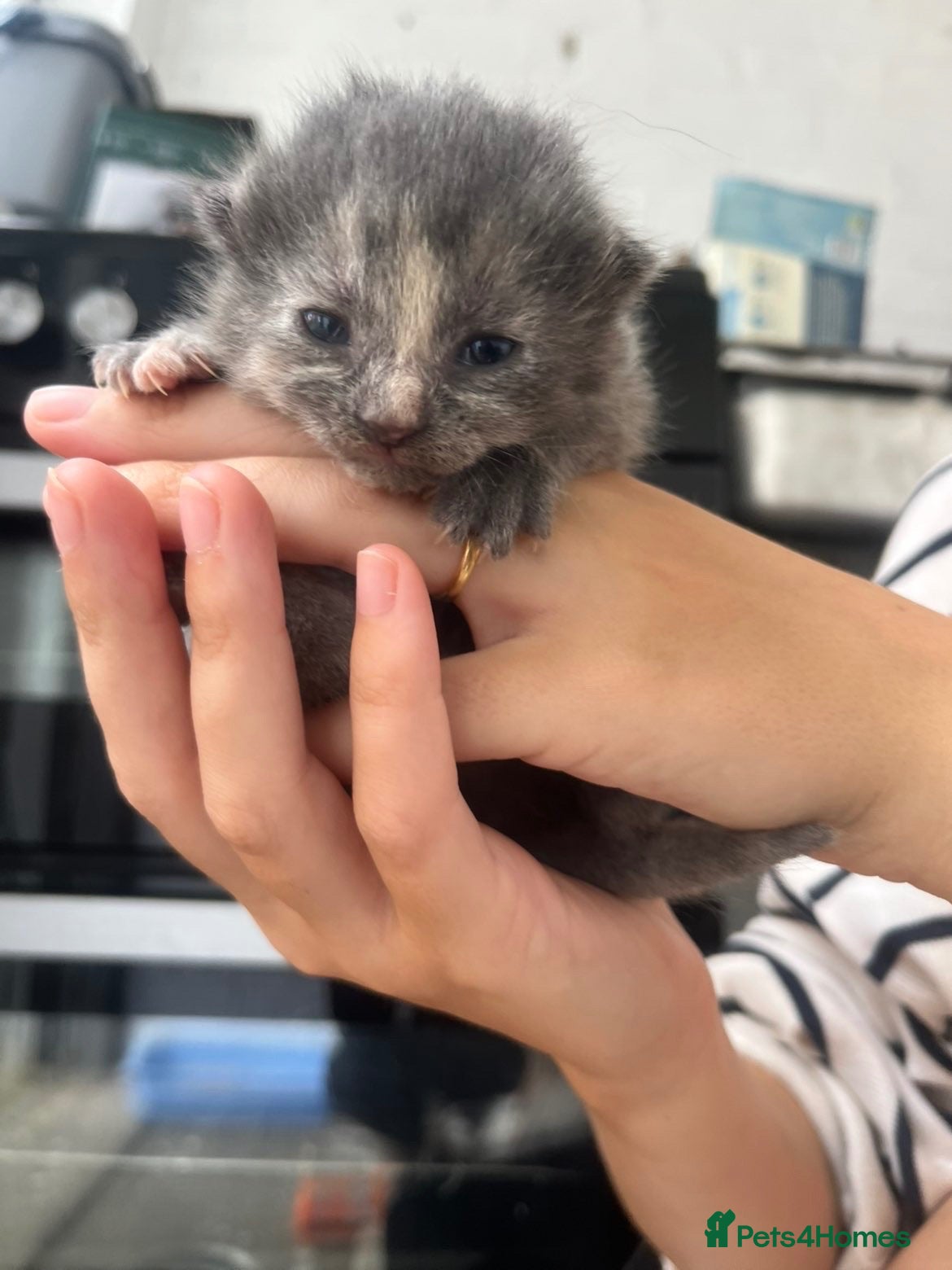 Mixed Breed cats Kittens  - Advert 5
