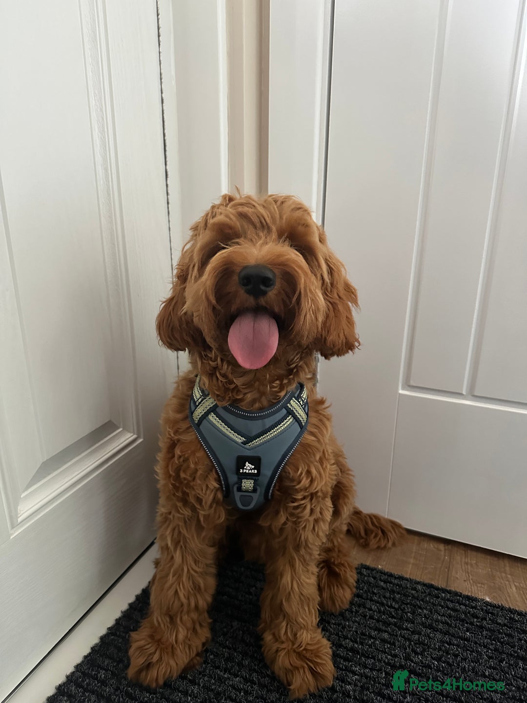 Cockapoo dogs for stud: Bear – DNA Tested Cockapoo Stud (Poodle-Dominant) - Advert 27