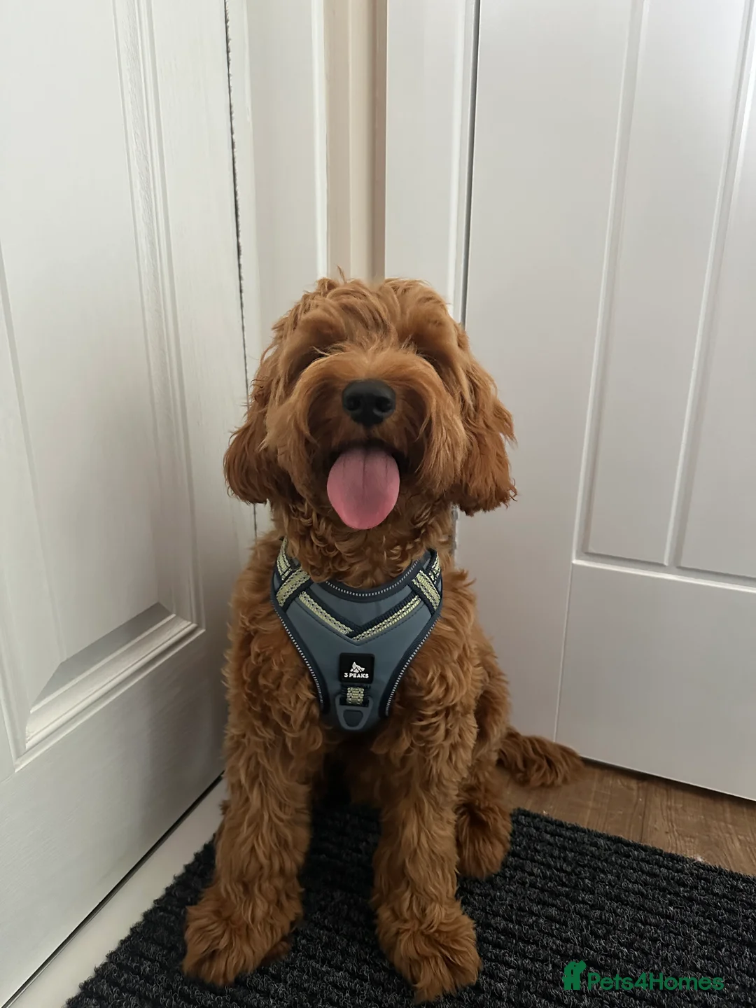 Cockapoo dogs for stud: STUD - DNA Tested Cockapoo (Poodle-Dominant) - Advert 28