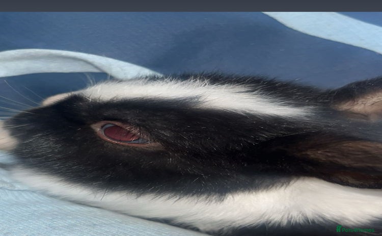 Mixed Breed rabbits - Advert 7
