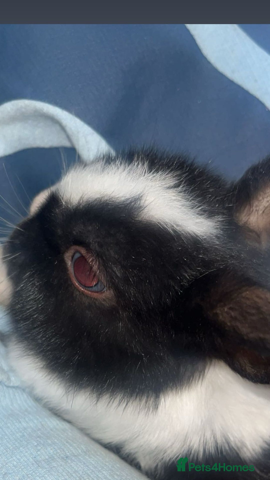 Mixed Breed rabbits for sale: Beautiful black rabbit and brown and white  - Image 1