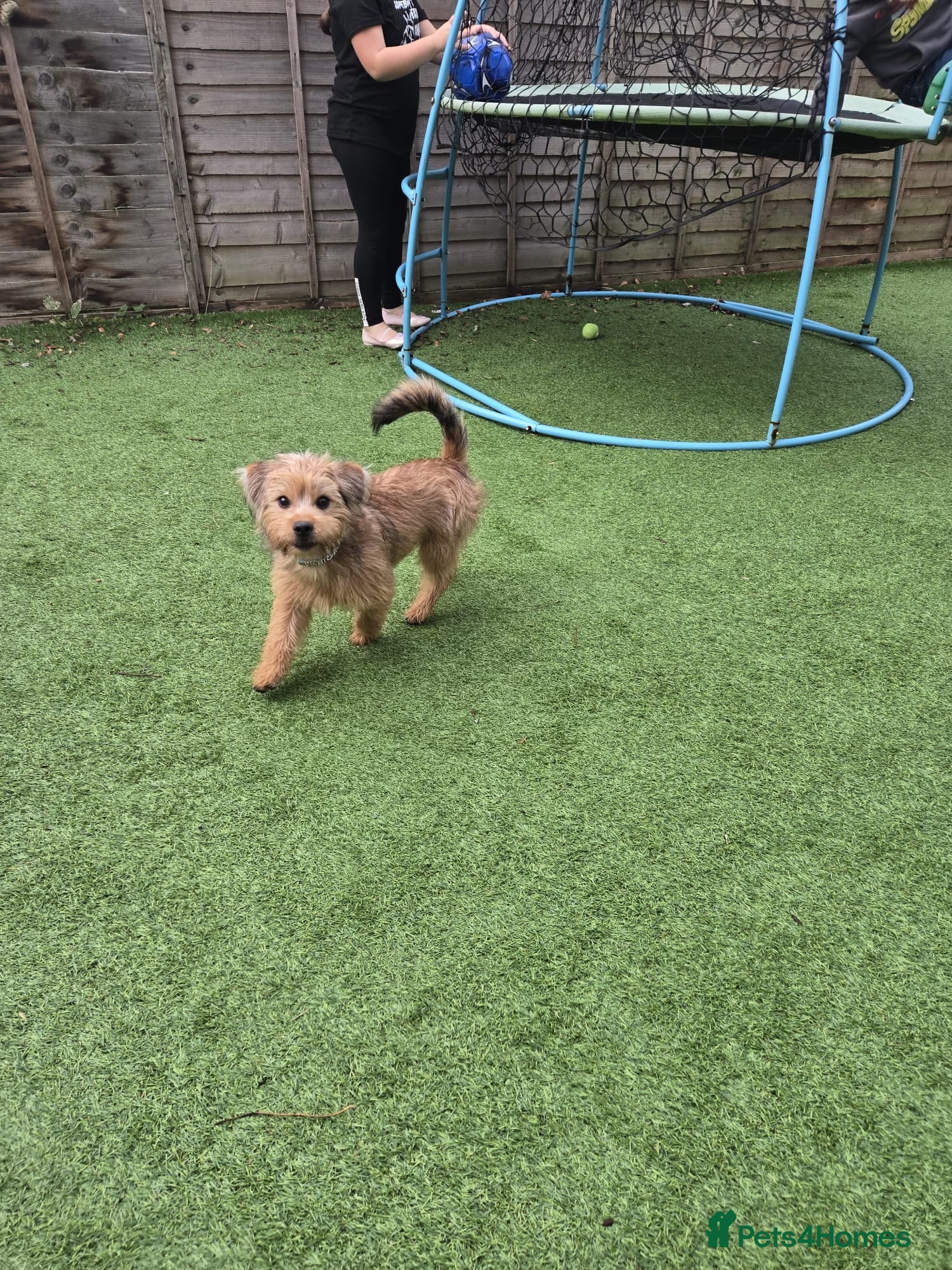 Shorkie dogs For sale a lovely male shitzuhcrossyorkie puppy - Advert 1