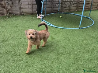 Shorkie dogs For sale a lovely male shitzuhcrossyorkie puppy - Advert 2