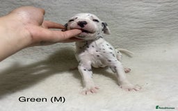 Dalmatian dogs for sale: Stunning KC dalmation puppies for sale! - Image 16