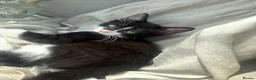 Mixed Breed cats for sale: 3 mix breed kittens  - Advert 7