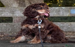 Cocker Spaniel dogs for sale: Kc reg pure bred show cocker spaniels  - Advert 3