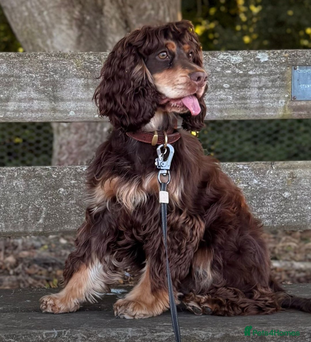 Cocker Spaniel dogs for sale: Kc reg pure bred show cocker spaniels  - Advert 3