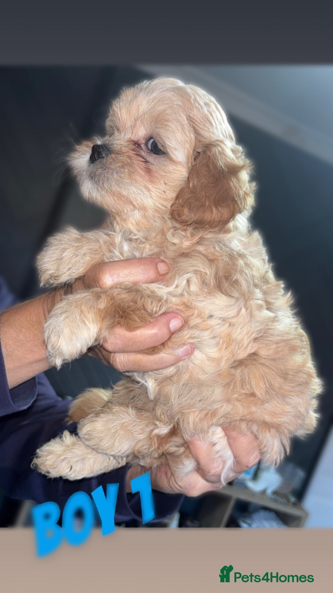 Shihpoo dogs Beautiful F1 Shihpoos - Advert 1