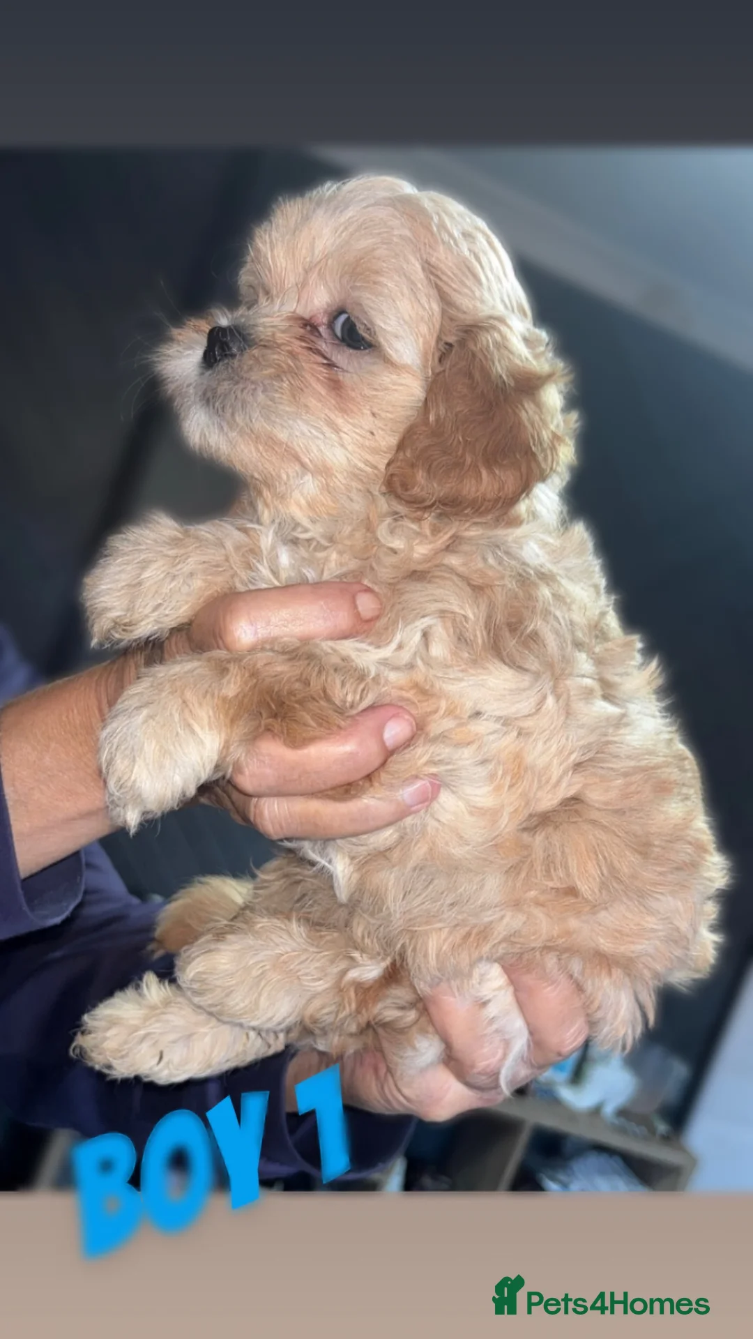 Shihpoo dogs for sale: Beautiful F1 Shihpoos - Advert 1
