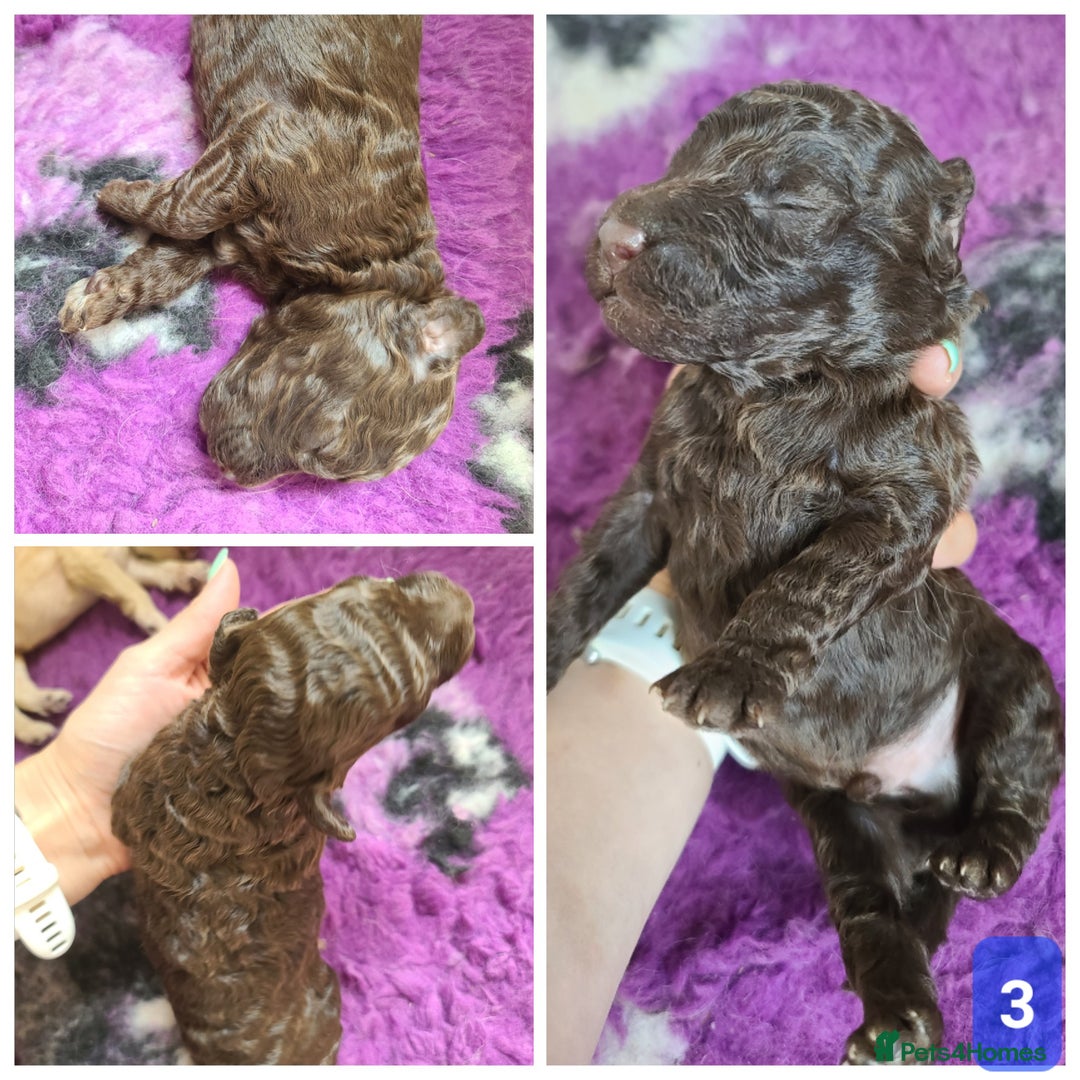 Cockapoo dogs for sale: F1b Cockapoos. Boys & Girls. DNA HEALTH TESTED - Image 7