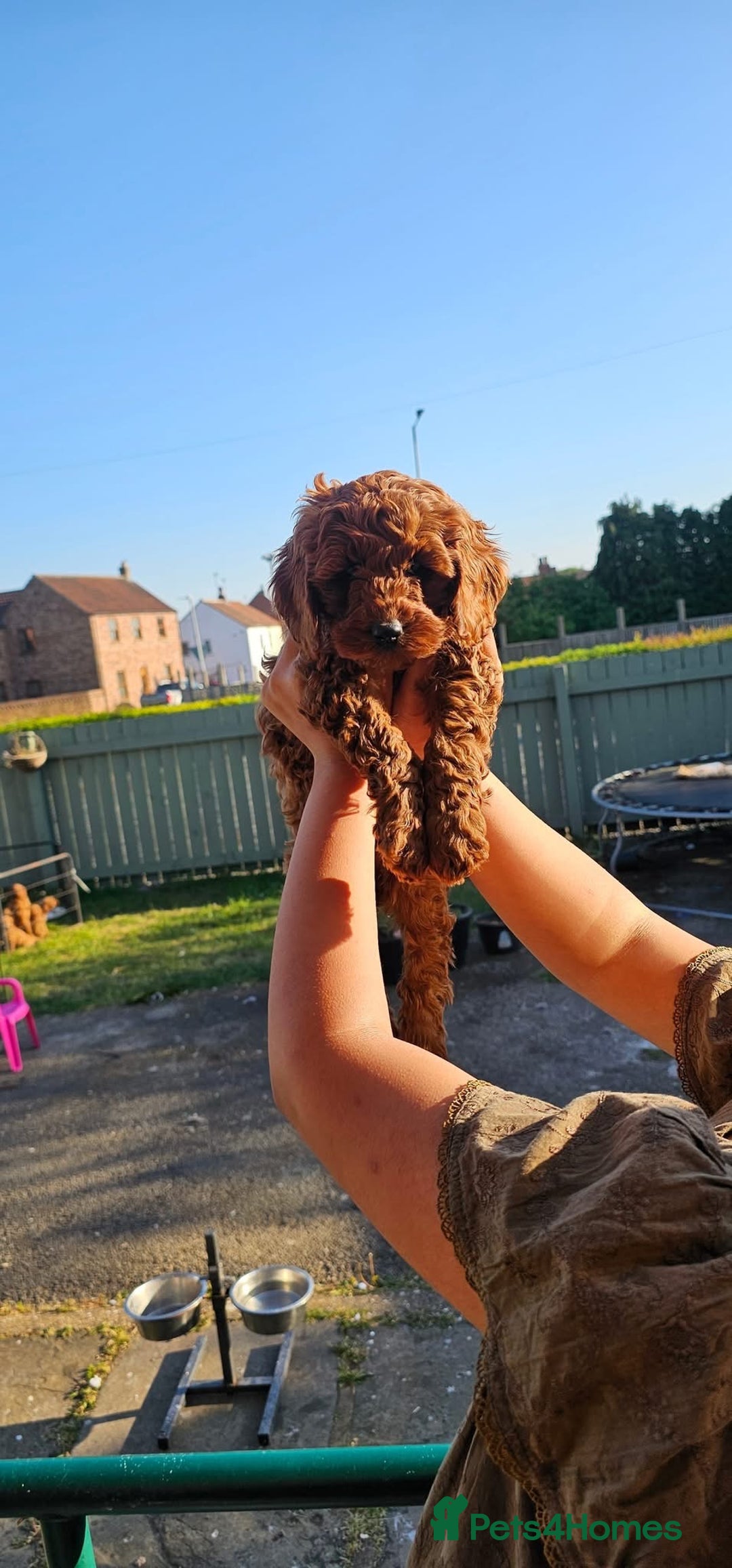 Cockapoo dogs for sale: Beautiful F1 Red Cockapoo Puppies - Image 3
