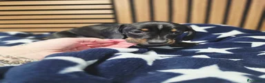 Dachshund Puppy 3