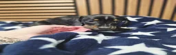 Dachshund dogs for sale: 6 Beautiful Dachshunds pups - Advert 6