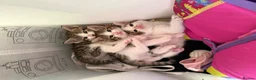 Mixed Breed cats for sale: 4 kittens for sale  in Wednesbury - Advert 6