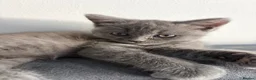 British Shorthair cats for sale: Purrfect British blue X Ragdoll girls ready to go  - Advert 8