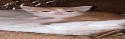 Mixed Breed cats for sale: 4 beautiful babies - Advert 2