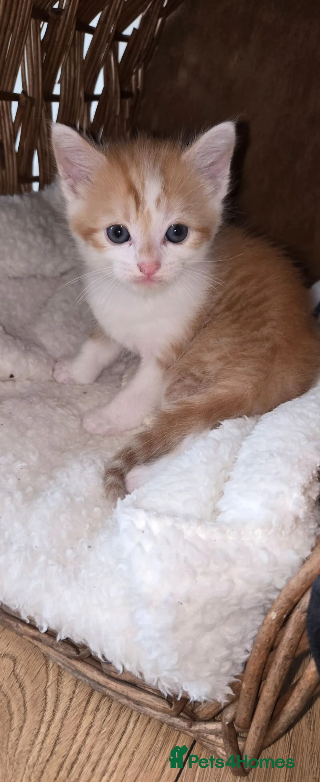 Mixed Breed cats for sale: 4 beautiful babies - Advert 2
