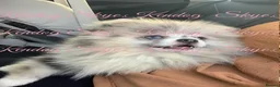 Pomeranian dogs for stud: KCREG BLUE MERLE TEDYBEAR POMERANIAN HETEROCHROMIA in Barnsley - Advert 6