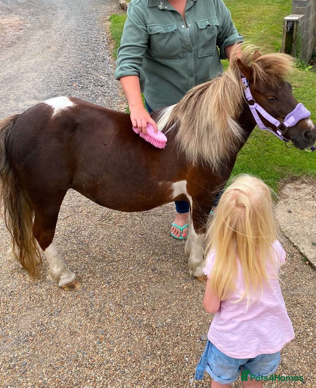 Shetland pony horses for sale: Princess  - Advert 4