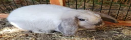 Mini Lop rabbits for sale: Baby girl bunnies ready now. Read full advert - Advert 1