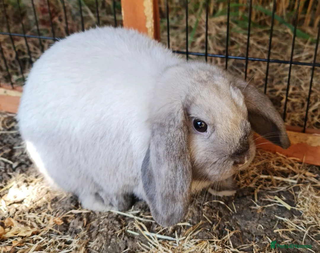 Mini Lop rabbits for sale: Baby girl bunnies ready now. Read full advert - Advert 1