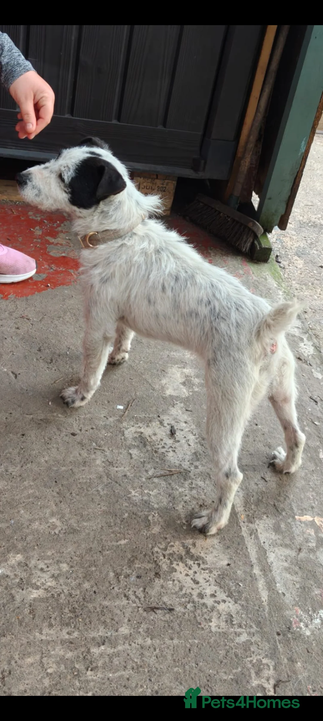 Jack Russell dogs for sale: Jack Russel bitch 10 months old  - Advert 3