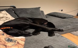 Mixed Breed dogs for sale: Madjeska Shepard for sale  - Advert 7