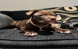 Mixed Breed dogs for sale: 12 Week Old Puppy for Home - Image 1