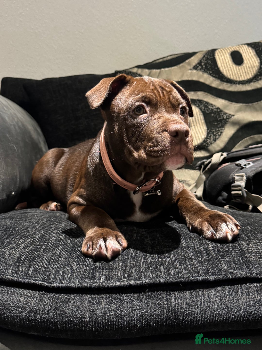 Mixed Breed dogs for sale: 12 Week Old Puppy for Home - Image 1