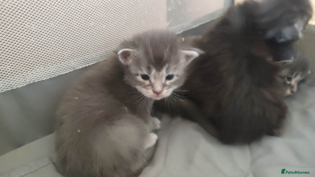 Maine Coon cats for sale: Tica Reg and fully health tested - Advert 32