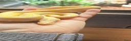 Python Snake reptiles for sale: Candy-Leo-66% het Pied Female - Advert 13