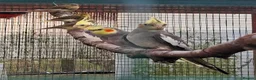 Cockatiels birds for sale: Cockatiels for sale - Advert 4