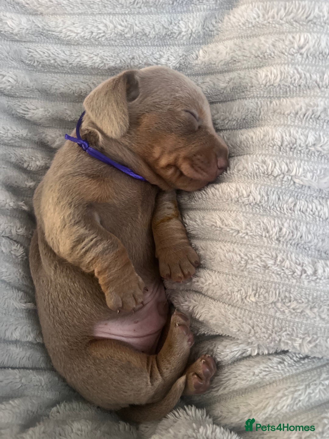 Miniature Dachshund dogs for sale: 🖤🐶Beautiful Miniature Dachshund Puppies🖤🐶!! - Image 14